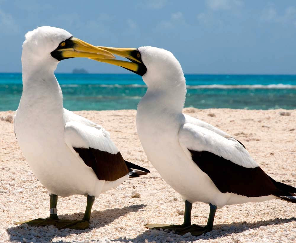 All About the Seabirds Known as Boobies