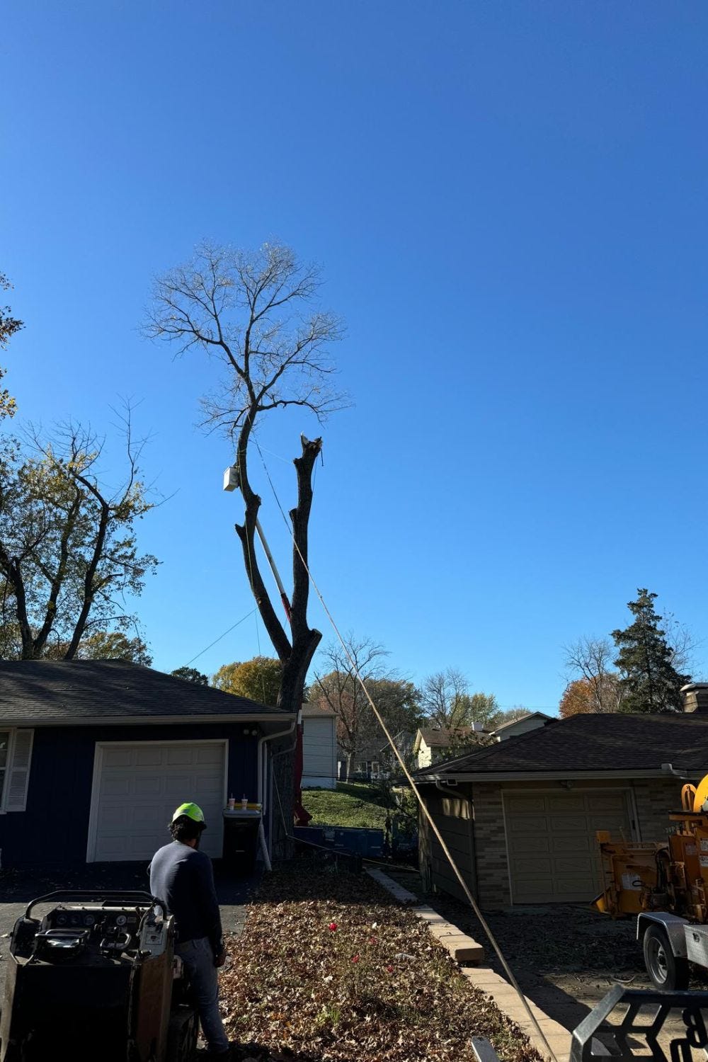 Tree Service Kansas City: Common Tree Diseases and Solutions for Homeowners