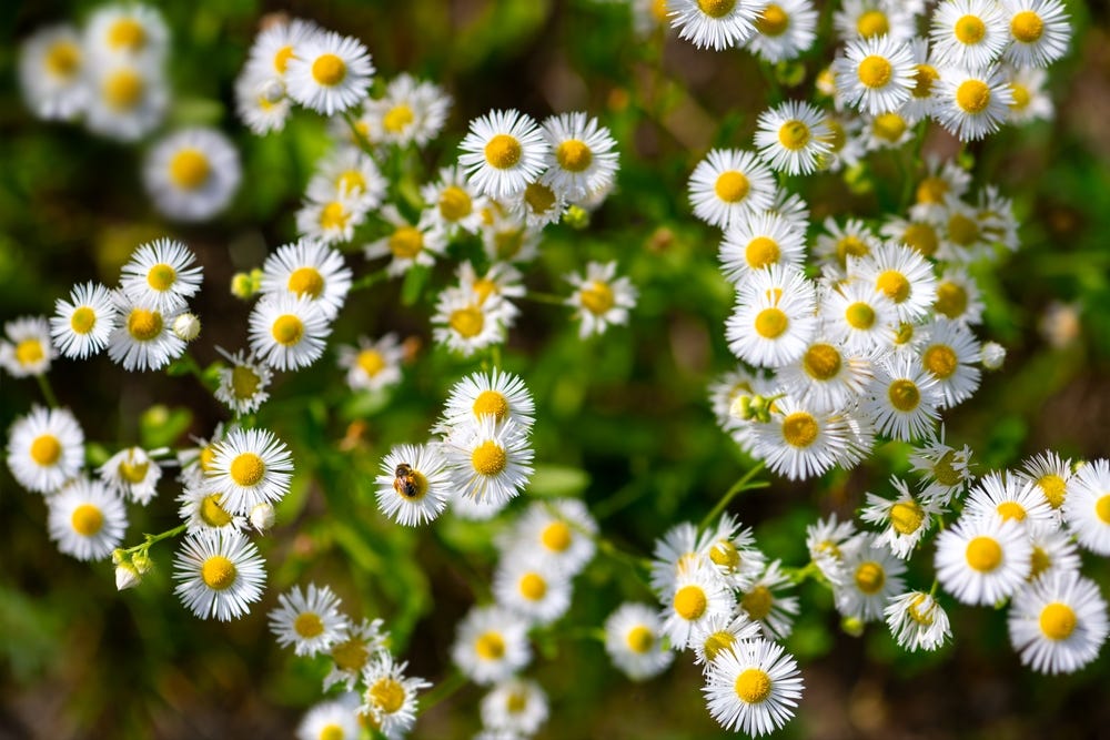 The Charm of Fleabane Daisy A Closer Look at This Delightful