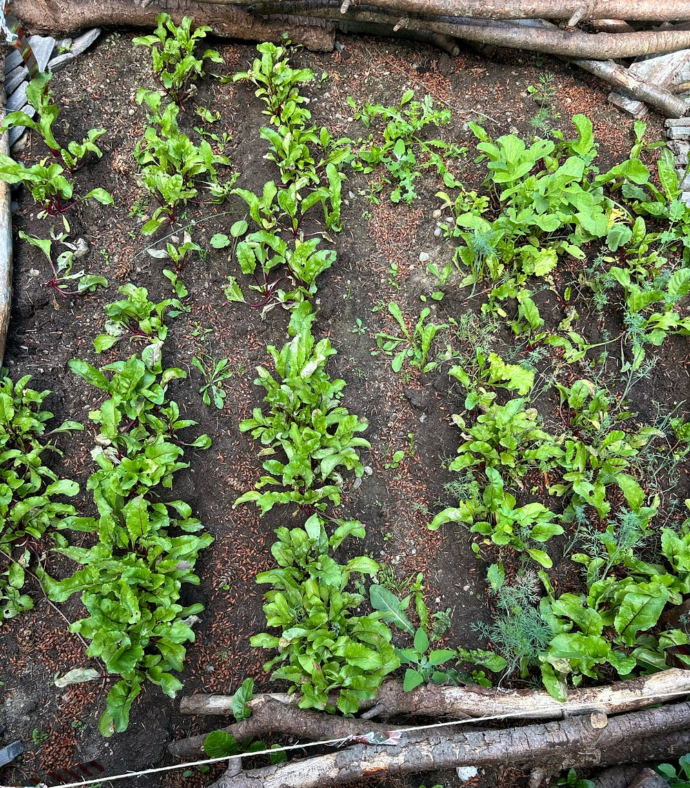 my crazy chaos garden- beets, radishes, dill, lettuce, kale, author’s photo
