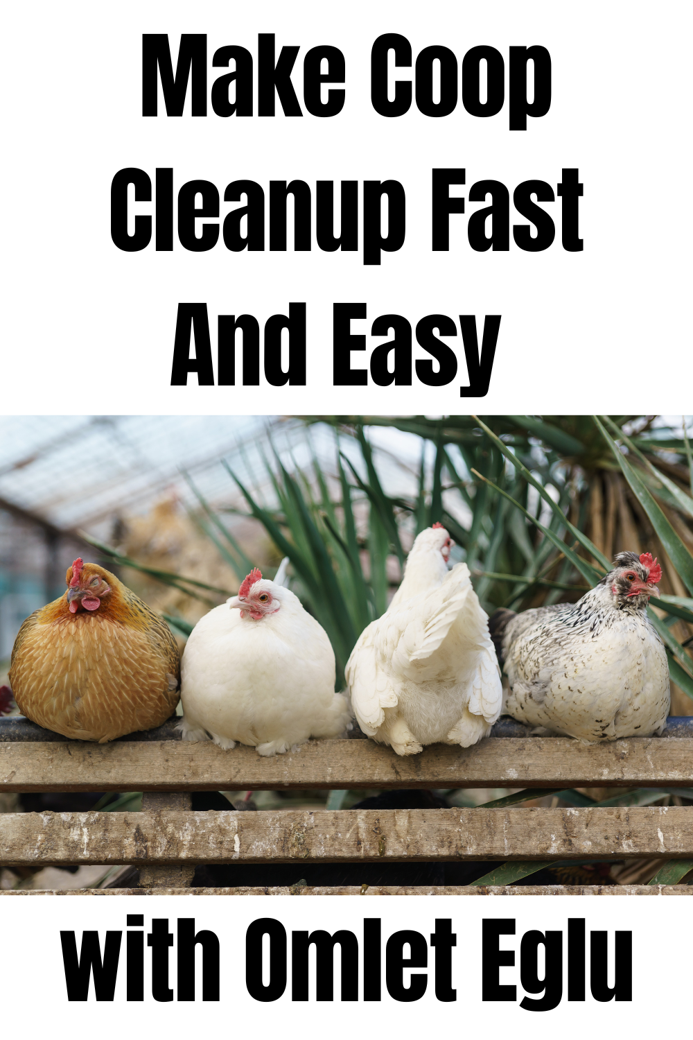 Make Coop Cleanup Fast And Easy with Omlet Eglu
