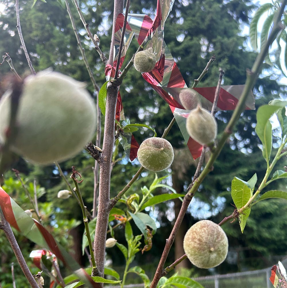 peaches, author’s photo