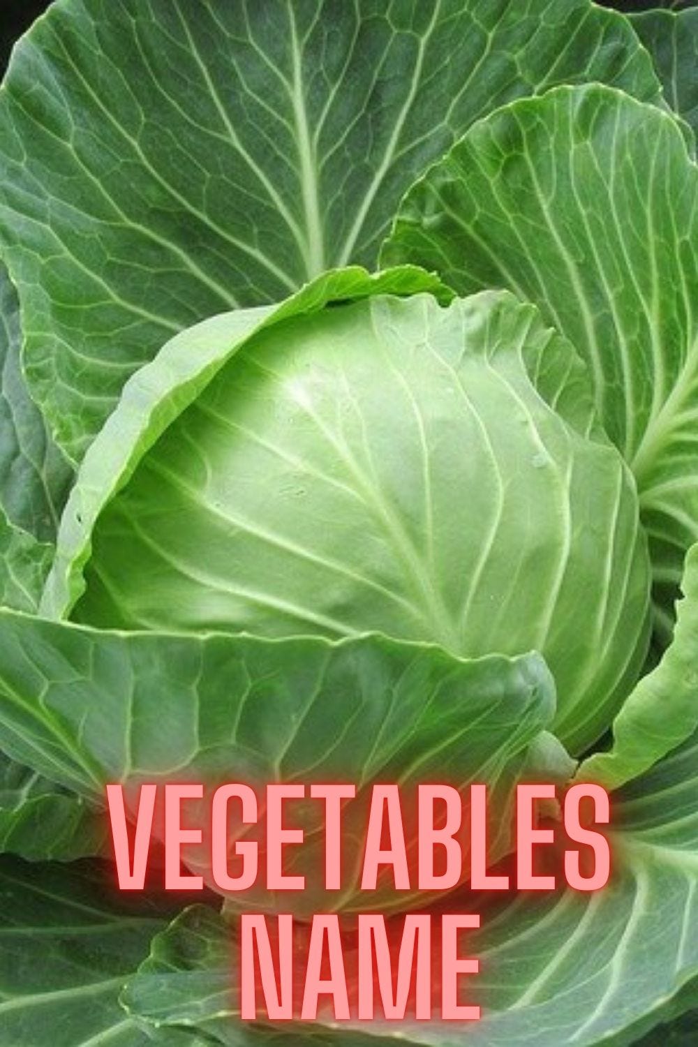 100+ Best vegetables name in Hindi and English pdf by Inhindimeaning