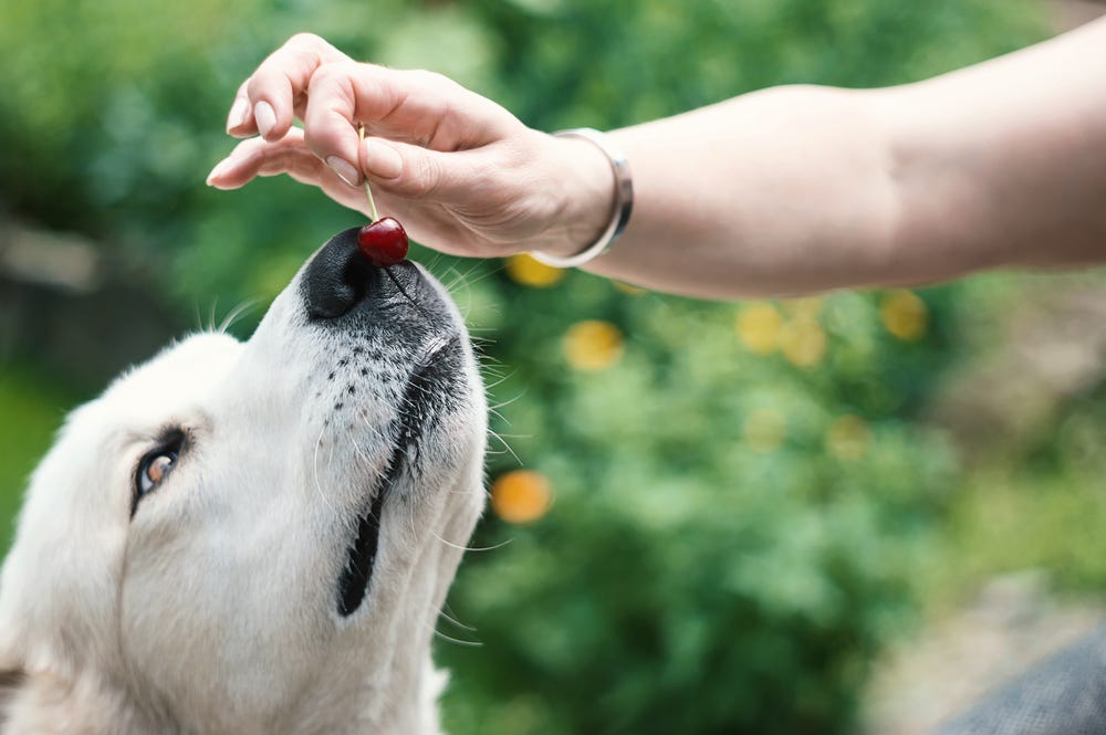 Can Dogs Eat Cherries? The Upper Pawside Medium