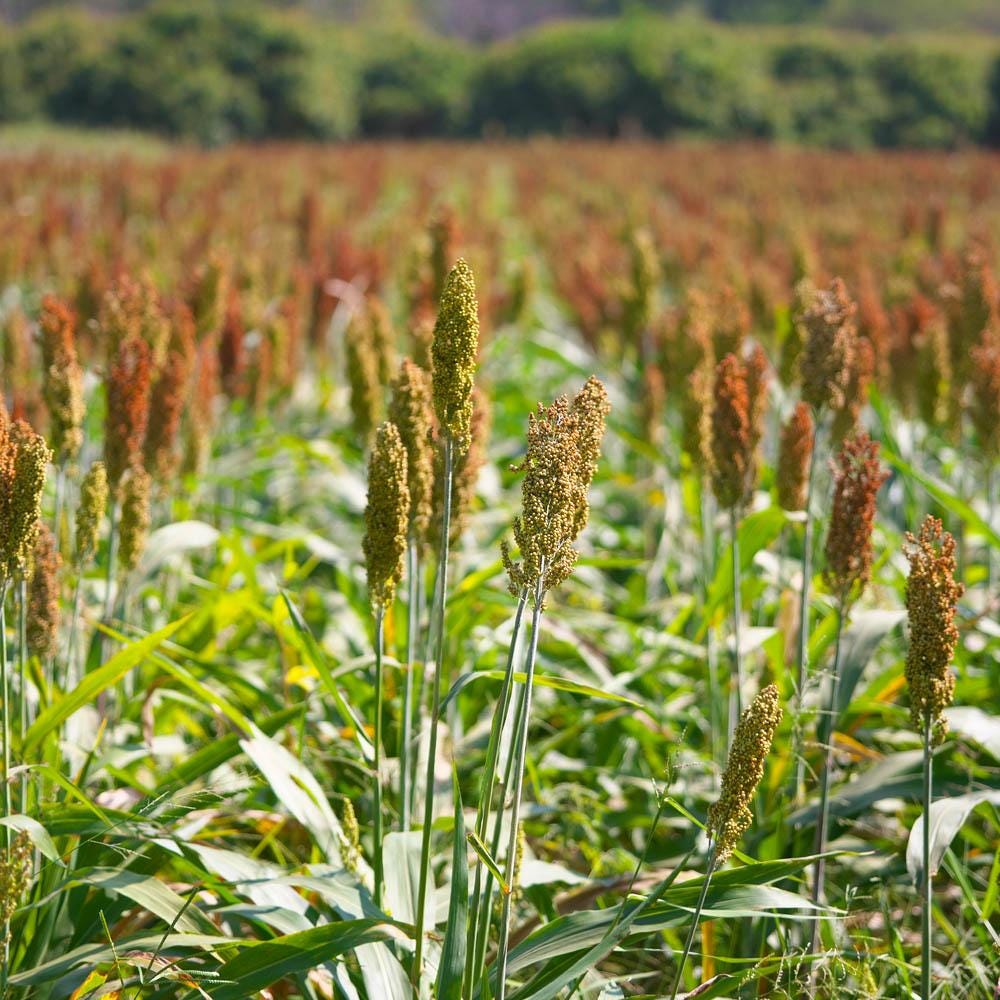 HIMALAYAN JHANGORA (BARNYARD MILLET) from Hilans Medium