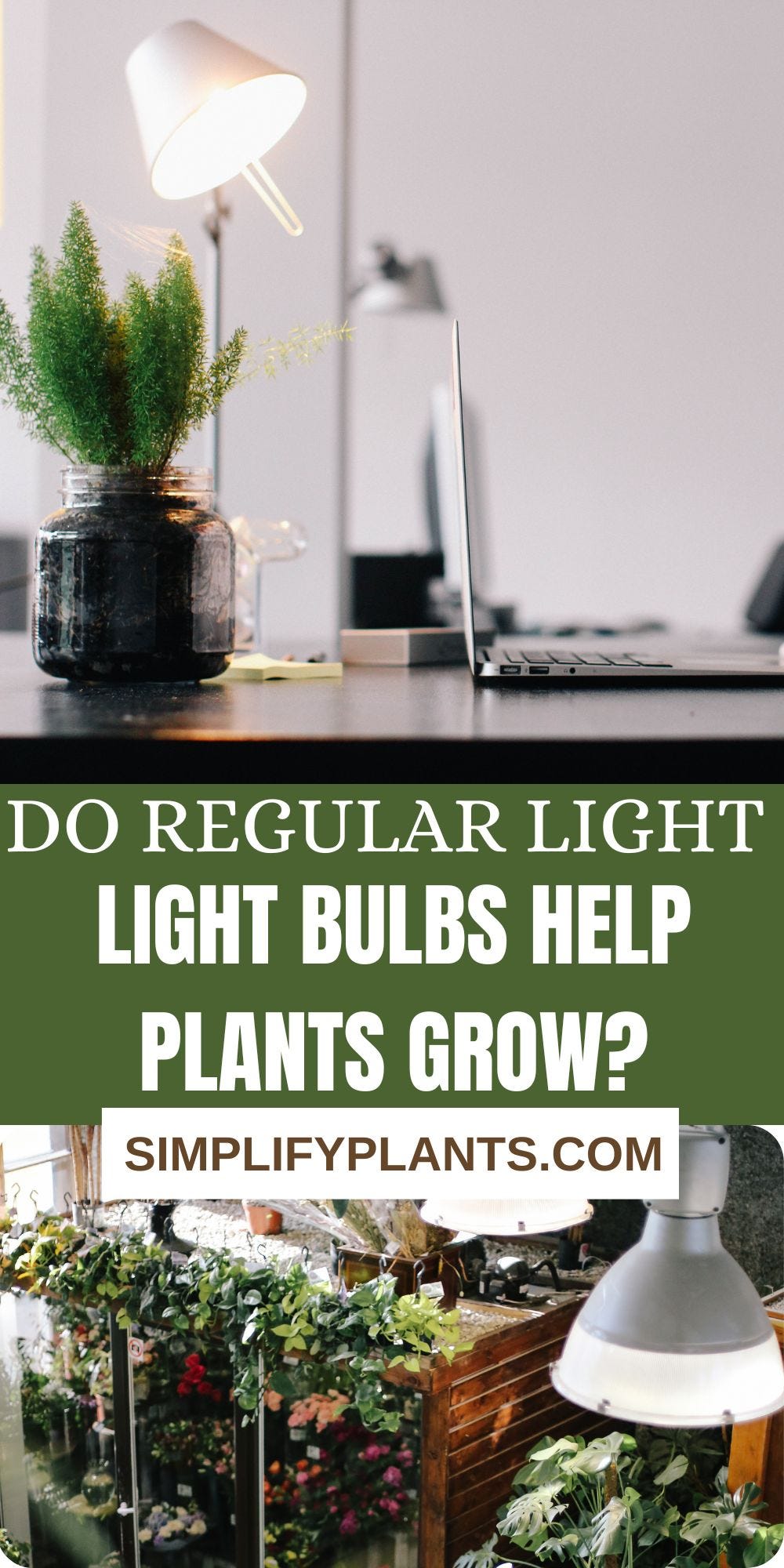 Do Regular Light Bulbs Help Plants Grow? - Simplifyplants - Medium