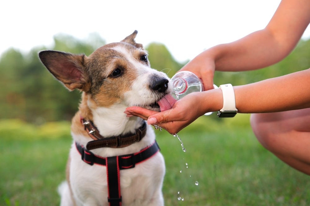 Causes of Dehydration in Dogs. We know how important it is to maintain