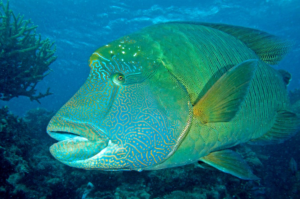 Napoleon di Natuna