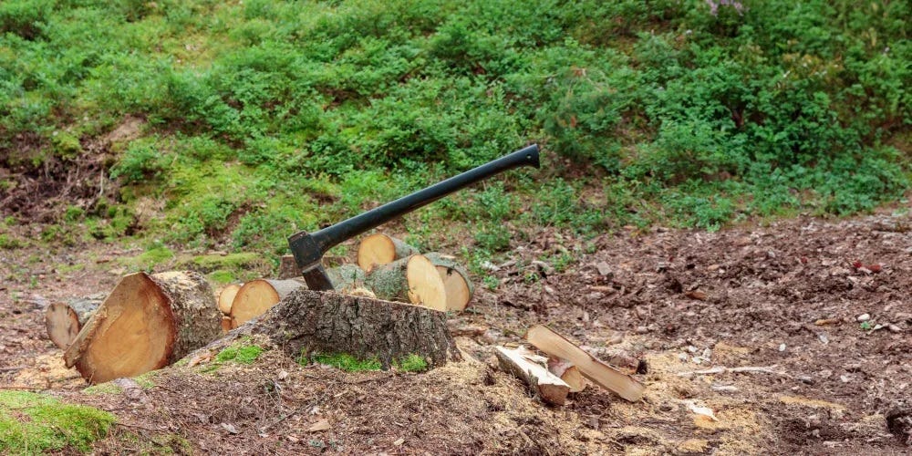 Same-Day Stump Grinding Services in Dublin: Are They Worth It?