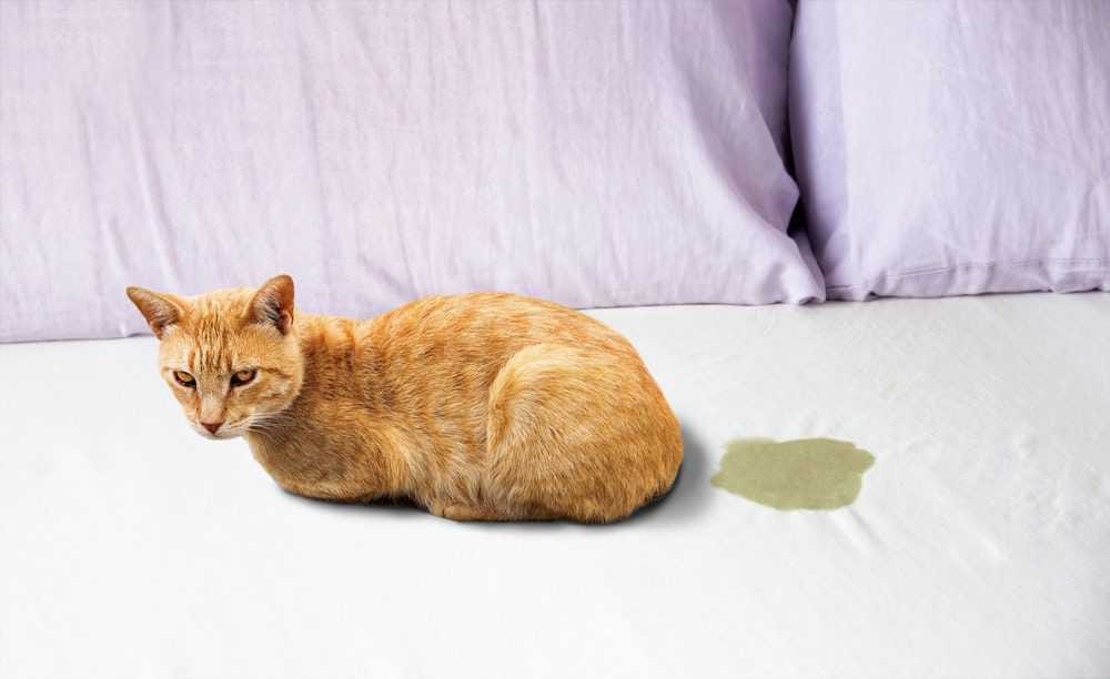 How To Get The Smell Of Cat Pee Out Of Your Carpets Clothes Bedding And