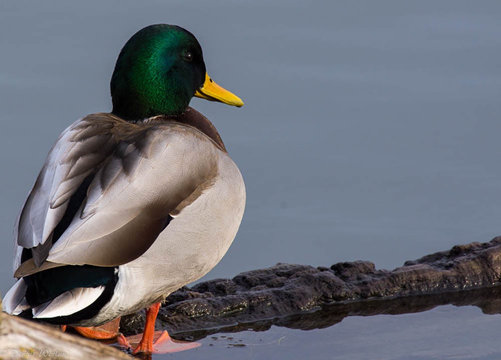 Waterfowl of Washington. Species Identification, by The Washington  Department of Fish and Wildlife