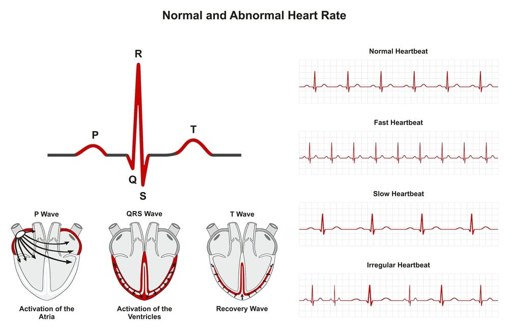 What's Normal Pulse Rate For You? | Health Care For Every One | by  Healthchanger | Medium