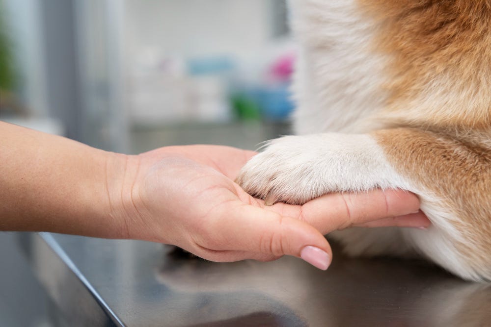 What Your Cat or Dog’s Vaccinations Actually Cost (And Why Timing Matters More Than You Think)