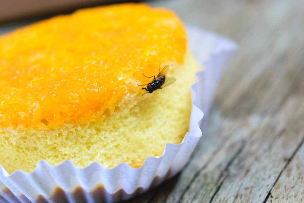 How to Get Rid of Fruit Flies, Surprising Facts You Should Know by