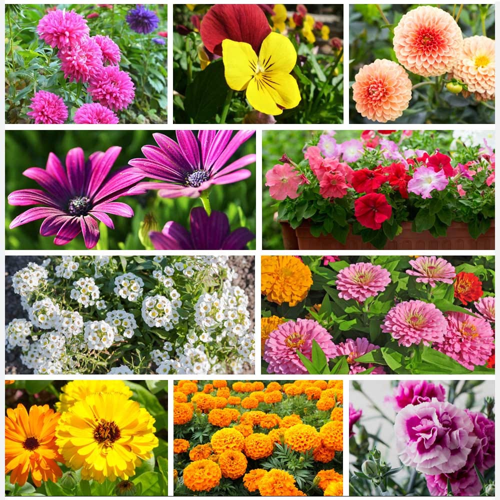 Blooming Beauty Flowers to Sow in the Month of AugustSeptember by