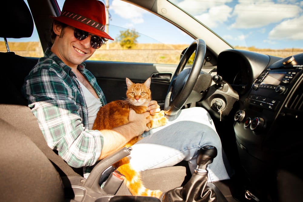 How to Travel with Cat A Complete Guide Medium