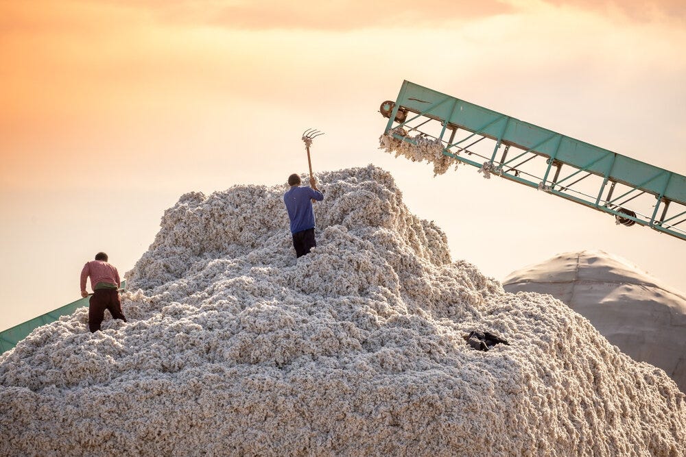 Why Should You Choose a Raw Cotton Supplier? by Avon Commercial Dec