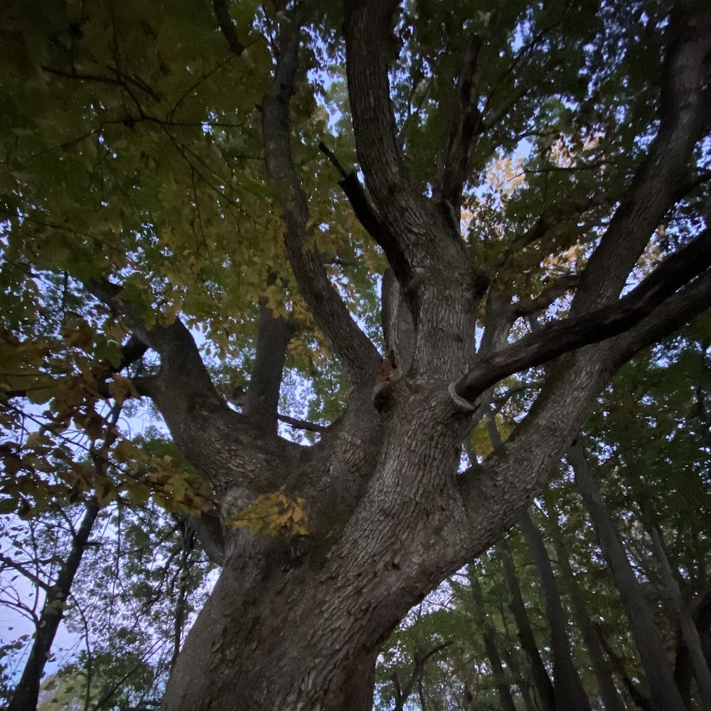 A Love Letter to an Oak Tree by Rebecca Collins Brooks | by Inside+Out ...