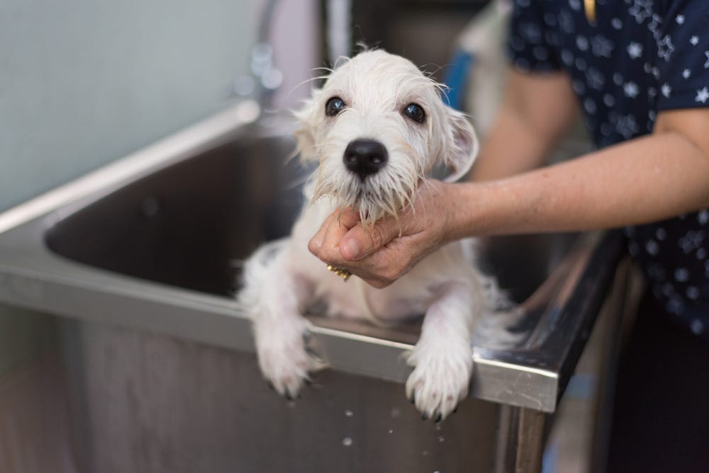 How To Make Your Dog Smell Good 7 Ways Love Of A Pet Medium