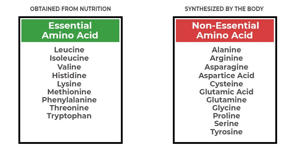 BCAA vs Protein : Which one better? | Medium