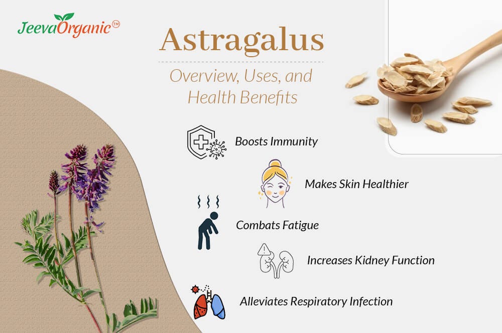 Astragalus — Overview, Uses, and Health Benefits | by Jeeva Organic ...