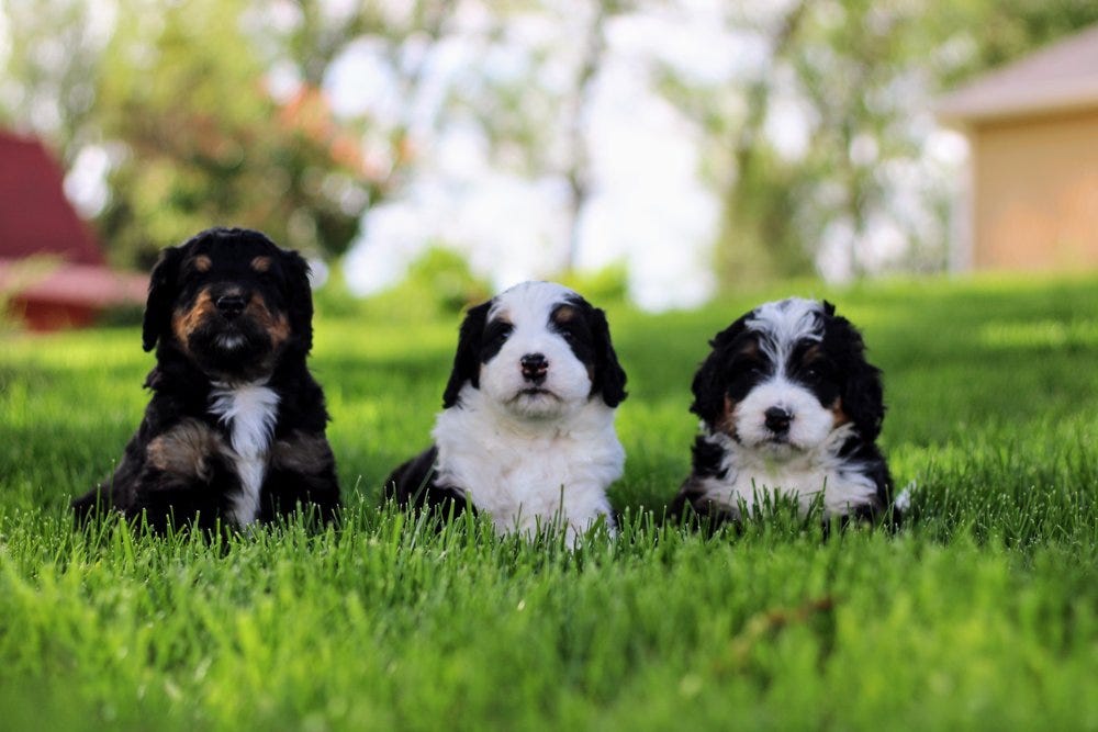 Cute clearance bernedoodle puppies