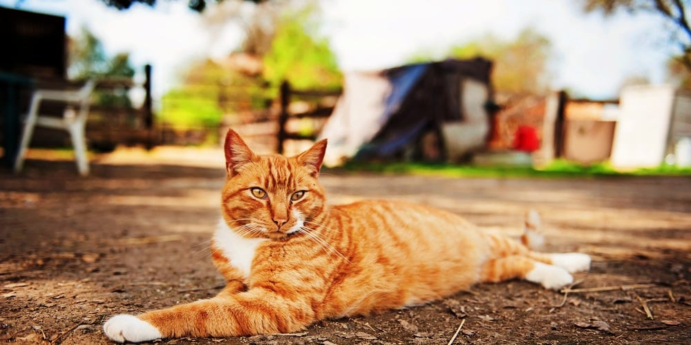 Does my cat know I love him?. Why do many people love cats? This is a