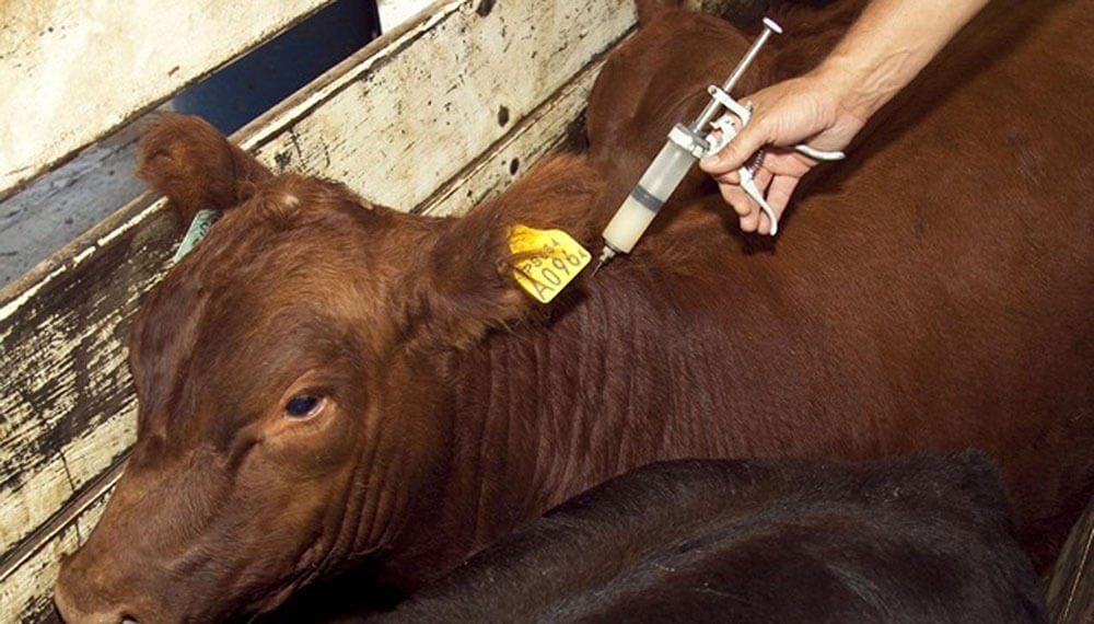 Tecnovax bajo la lupa: el precio real de la vacuna antiaftosa que nadie termina de explicar
