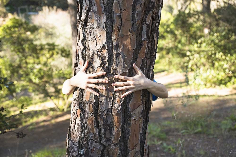 Tree Huggers. The official definition of a ‘Tree… by Dr Rodney King