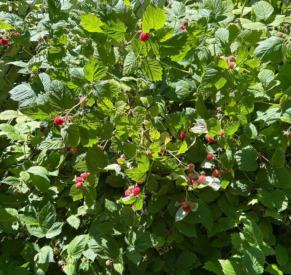 raspberries, author’s photo