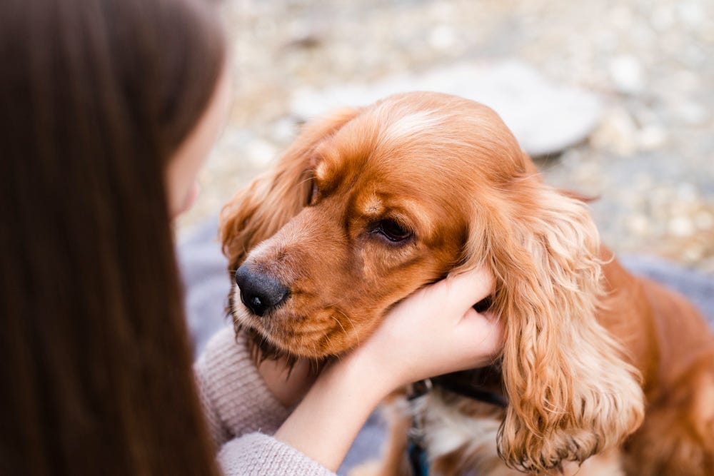 Emotional Support Animals Vs. Service Animals: Understanding The ...