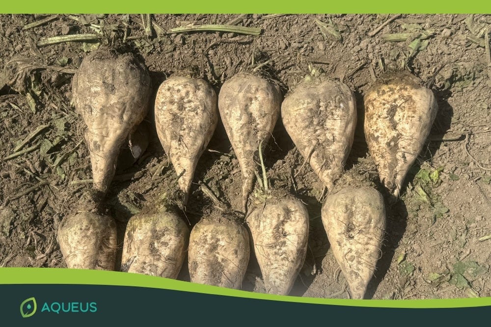 Why Hydrogen is the Missing Piece in Crop Nutrition