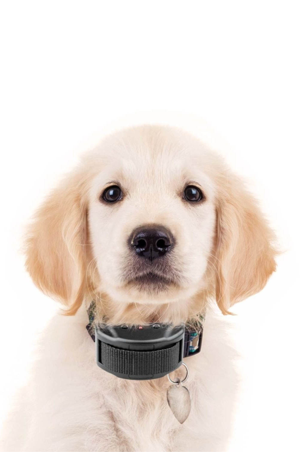 Ultimate Guide to Electronic Collars for Dogs in 2024 Dog Latest by