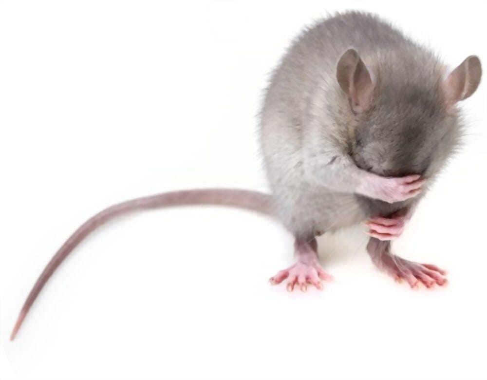 How Do Exterminators Get Rid of Rats? by Trapmaster Pest Control Medium