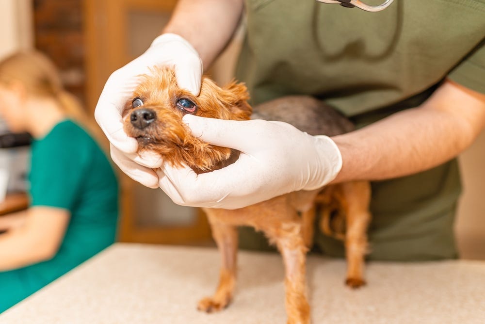 Are You Missing These Early Signs of Eye Problems in Pets?