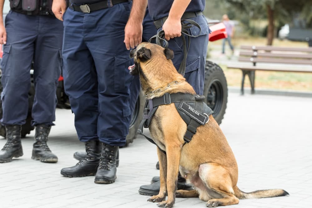 How Long Do Police Dogs Work And Live Age At Retirement And Adoption How Long Do Police Dogs Work And Live Age At Retirement And Adoption