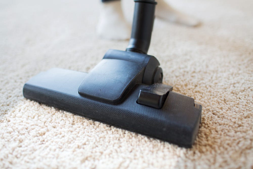 The Best Vacuums for Picking Up Pet Hair by Shop Oreck Medium