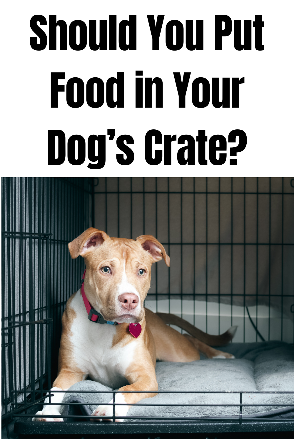 Should You Put Food in Your Dog’s Crate?