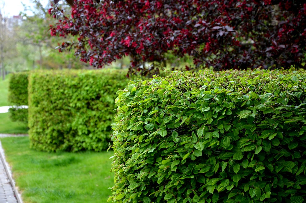 Hedge Trimming Tips and Techniques How to Keep Your Hedges Looking