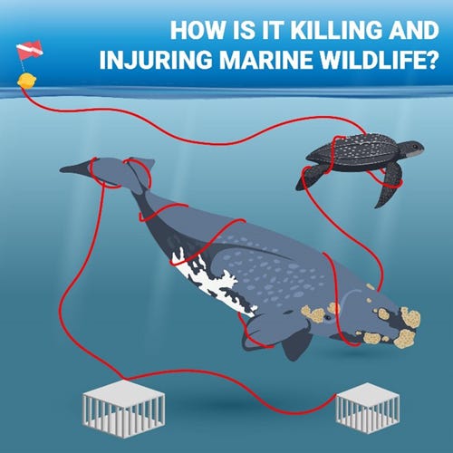 Fishing line is a death trap for coastal wildlife — Save Coastal