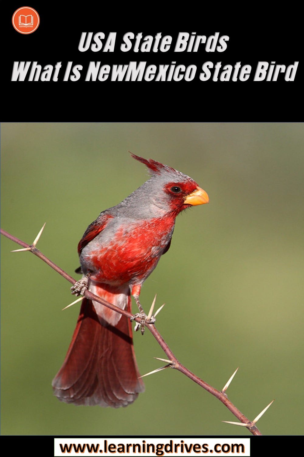 What Is New Mexico State Bird? — State Birds | by Learning Drives | Medium
