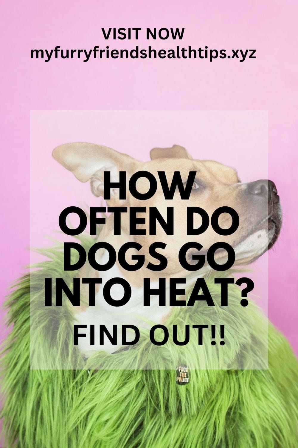 How Often Do Dogs Go Into Heat? WE LOVE CATS AND DOGS Medium