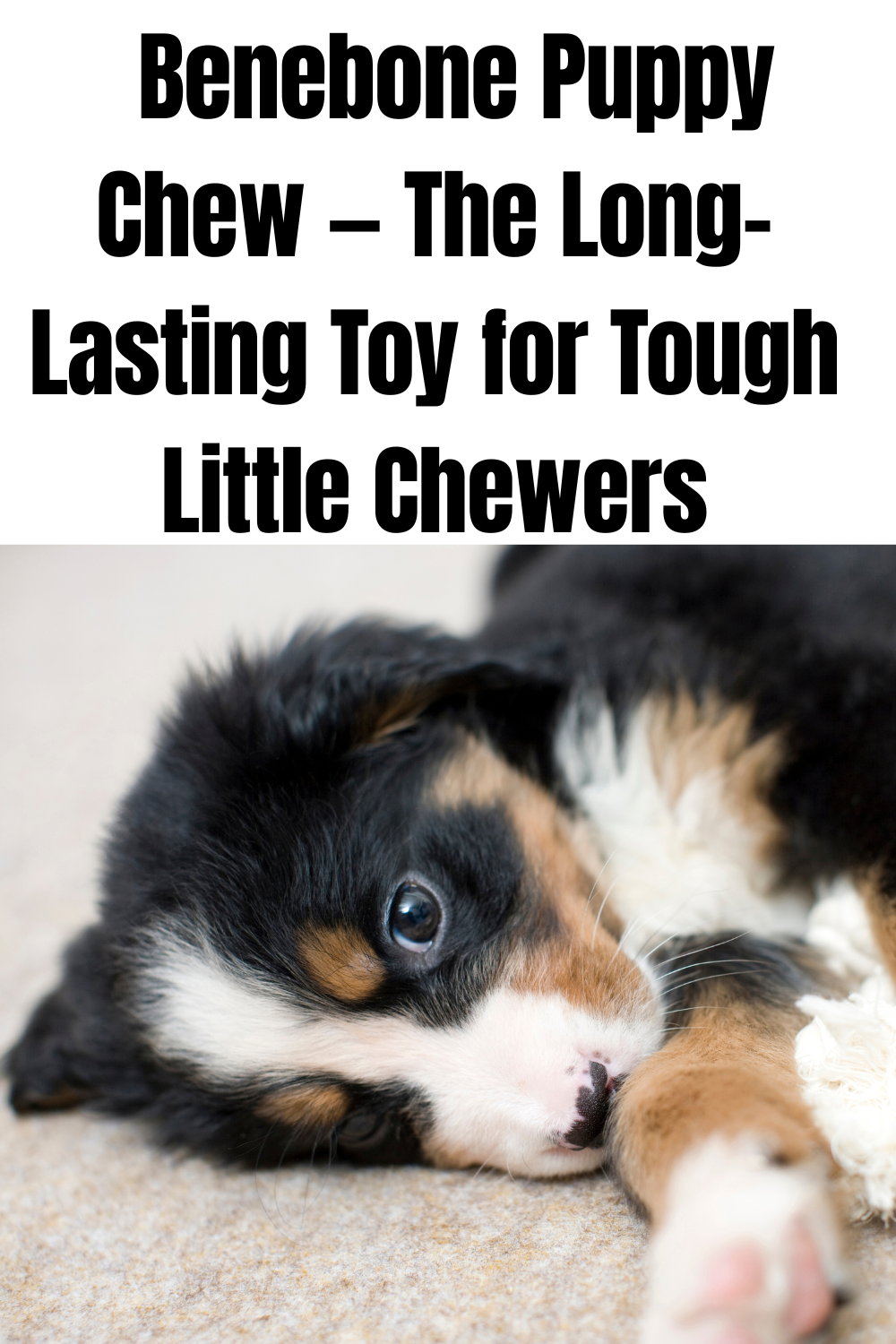 Benebone Puppy Chew — The Long-Lasting Toy for Tough Little Chewers