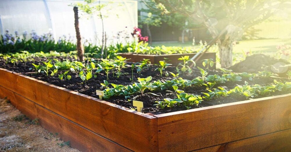 RAISED GARDEN BED — PROS & CONS. Raised Beds by Abono Biotech Medium