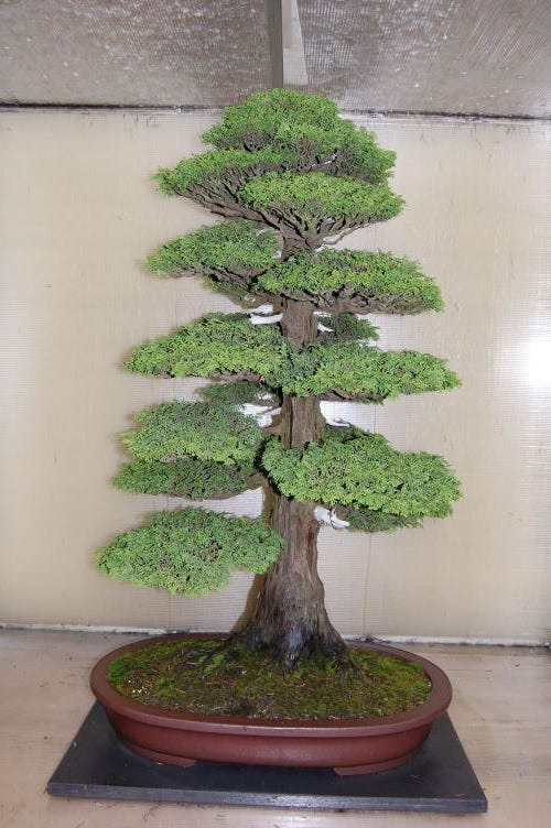 bonsai judas Pink Flowering Bonsai Tree seeds, fun and easy to grow, fast growing, –  Helen's Greenhouse main image 1