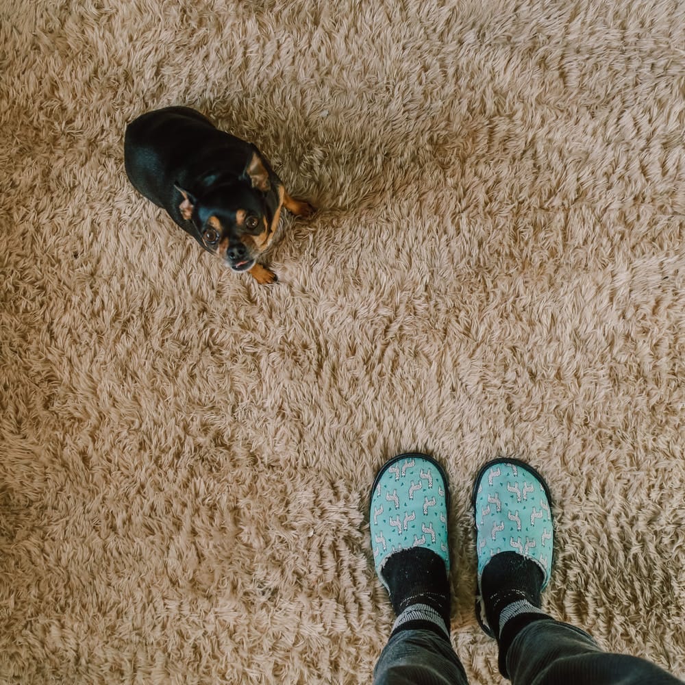 How Often Should You Replace Carpet? You’ll Be Surprised Medium