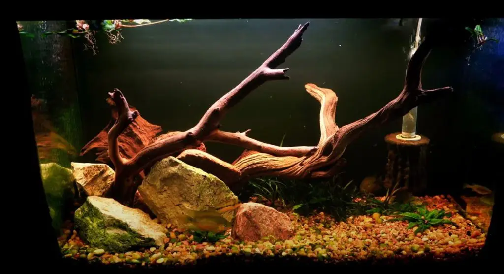 Best 29 gallon Aquarium — 29 gallon fish tank Reviews Champareff Medium