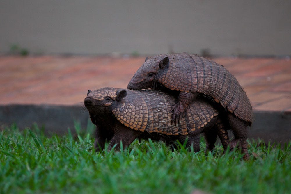 Unraveling the Mystery Do Armadillos Lay Eggs? Myth vs. Reality