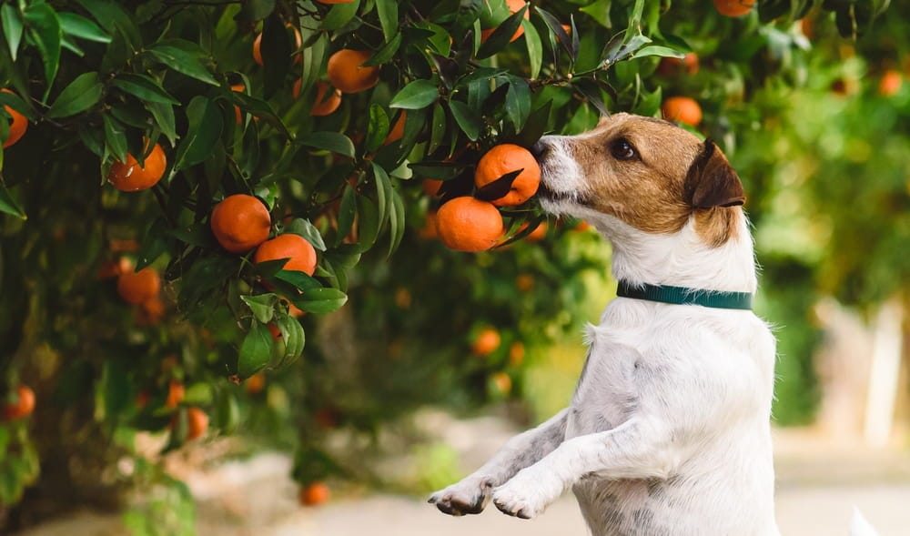 Are Tangerines Good For A Dog at Elmo Reeves blog