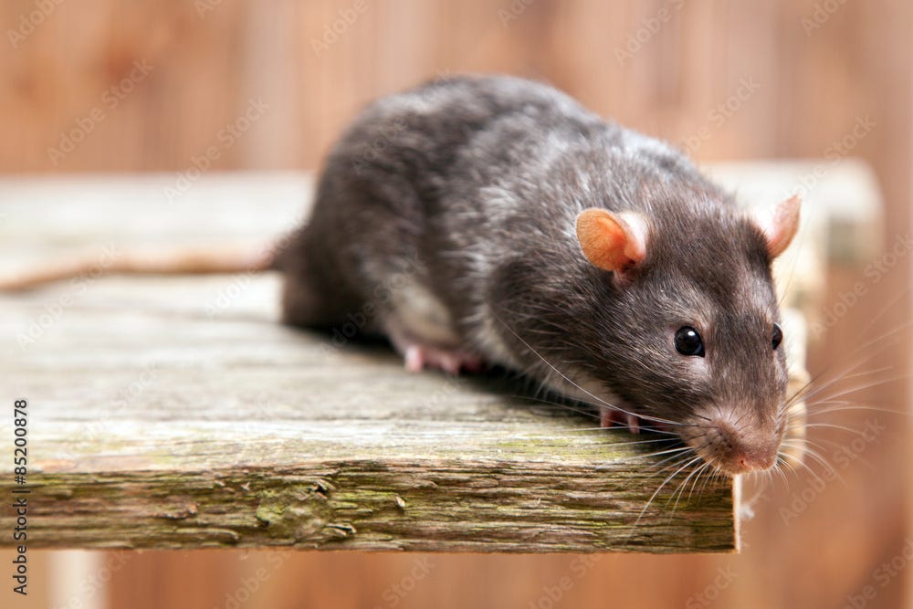 What To Do About Rats in Backyard by Williamson Pest Solutions Dec